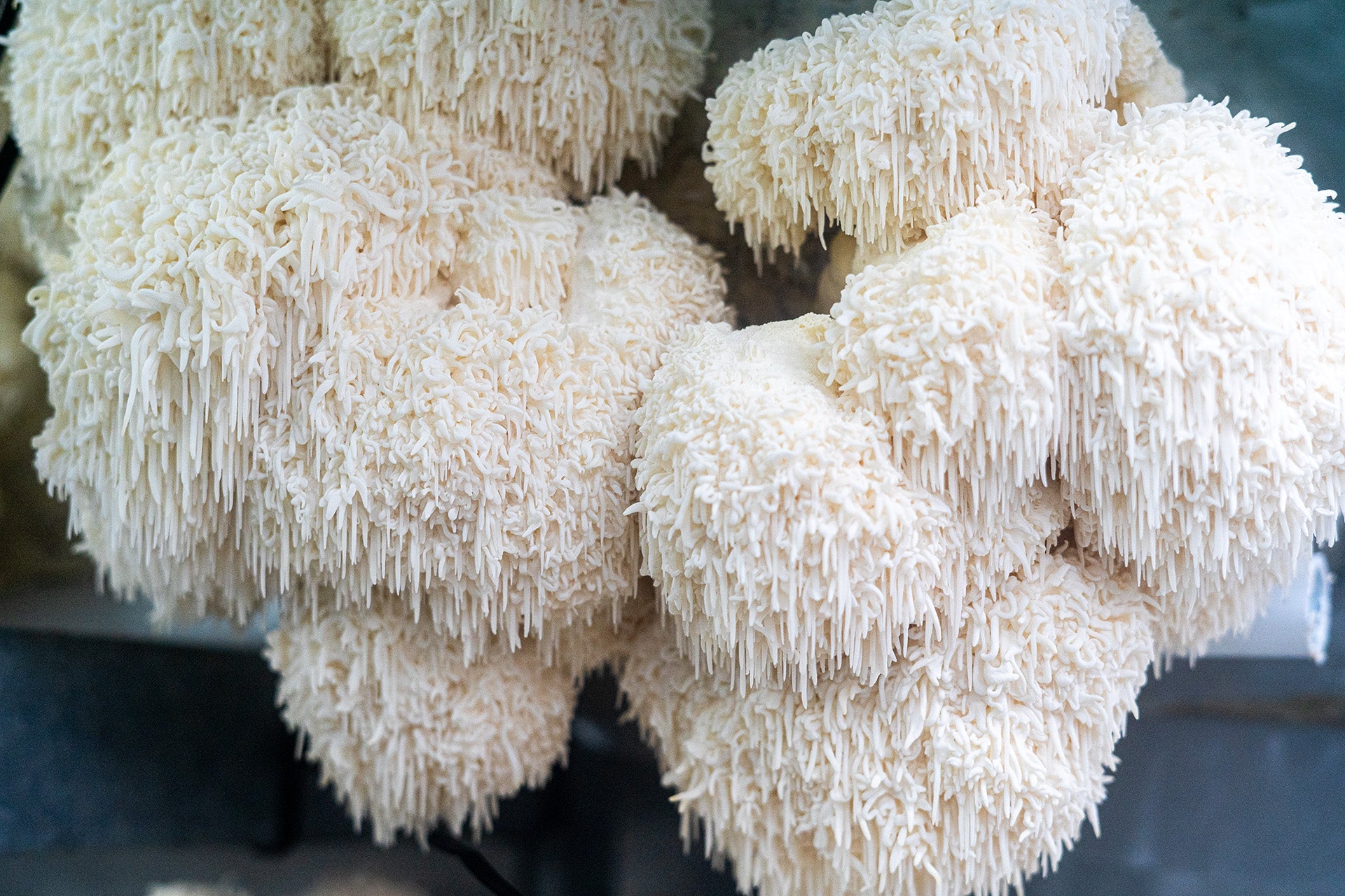 Lion's Mane mushroom