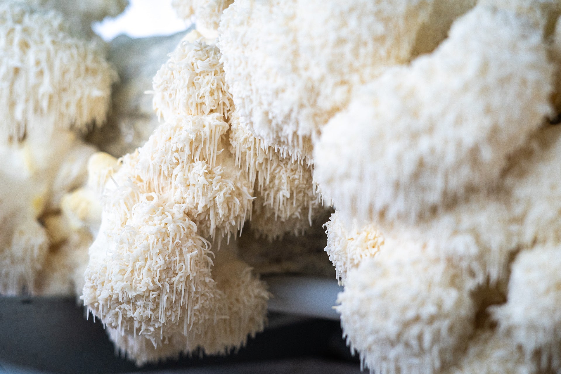 Puurfection Lions mane capsule
