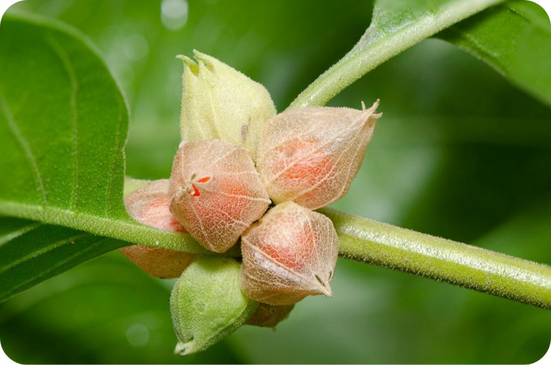 ashwagandha-fruits