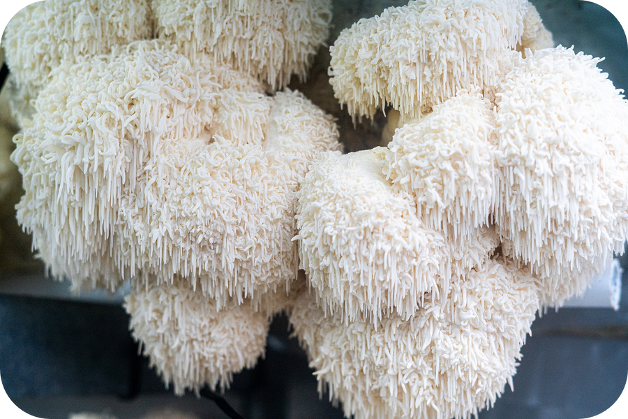 The Enchanting Benefits of Lion's Mane Mushroom: A Natural Elixir for the Mind and Body
