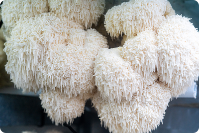 Lion's Mane Mushroom
