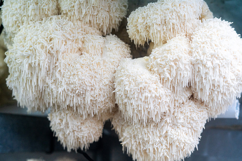 Lion's Mane Mushroom