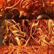 Cordyceps Extract Tincture