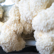 Lion's Mane Extract Tincture