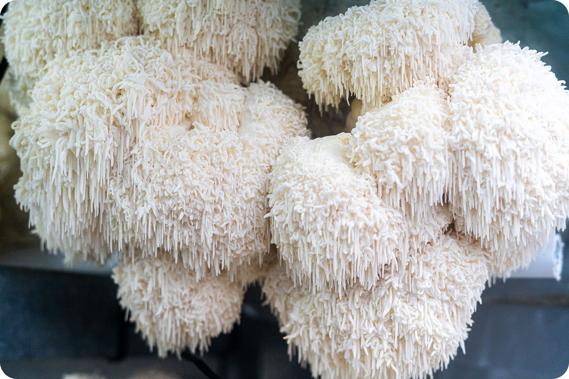 Puur Lion's Mane Mushroom