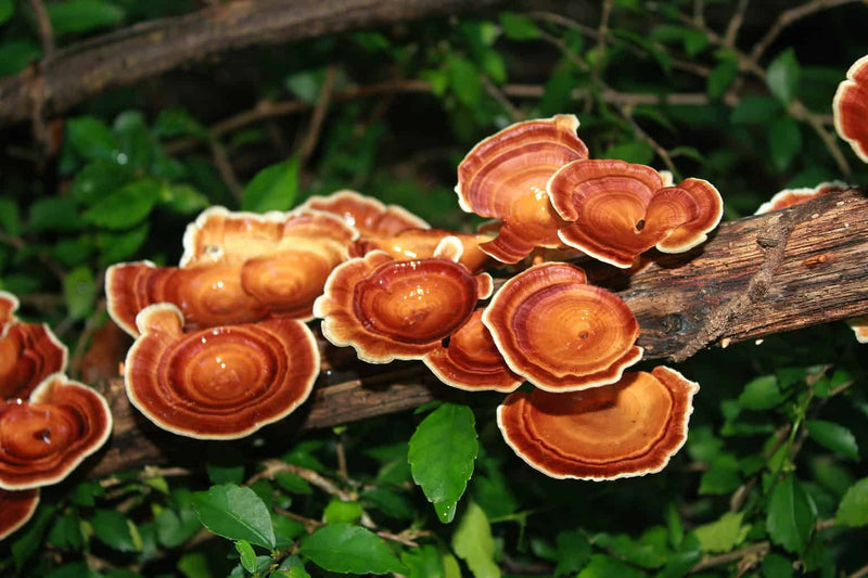 Reishi Mushroom