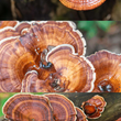 Reishi Extract Tincture