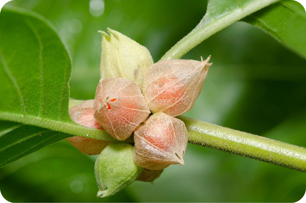 Puur Ashwagandha Capsules