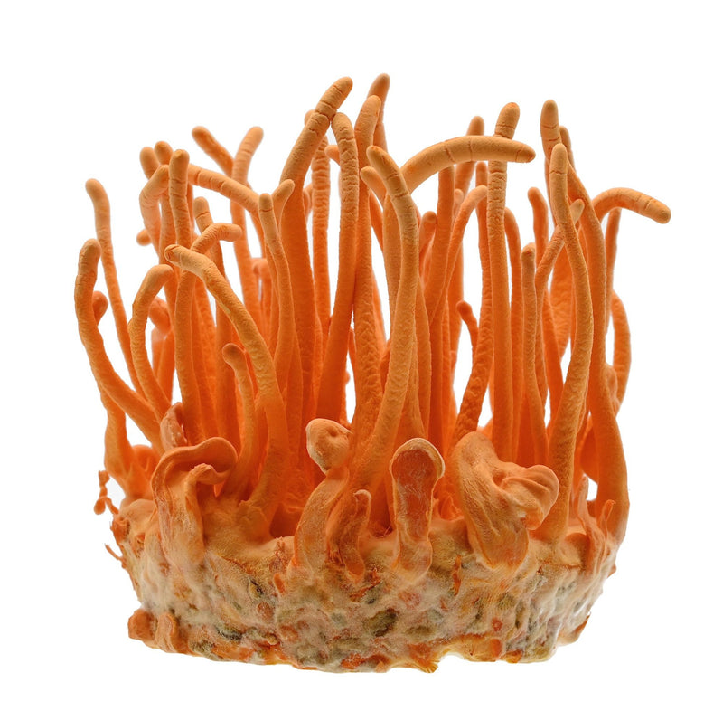 Cordyceps Mushroom